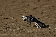 White wagtail